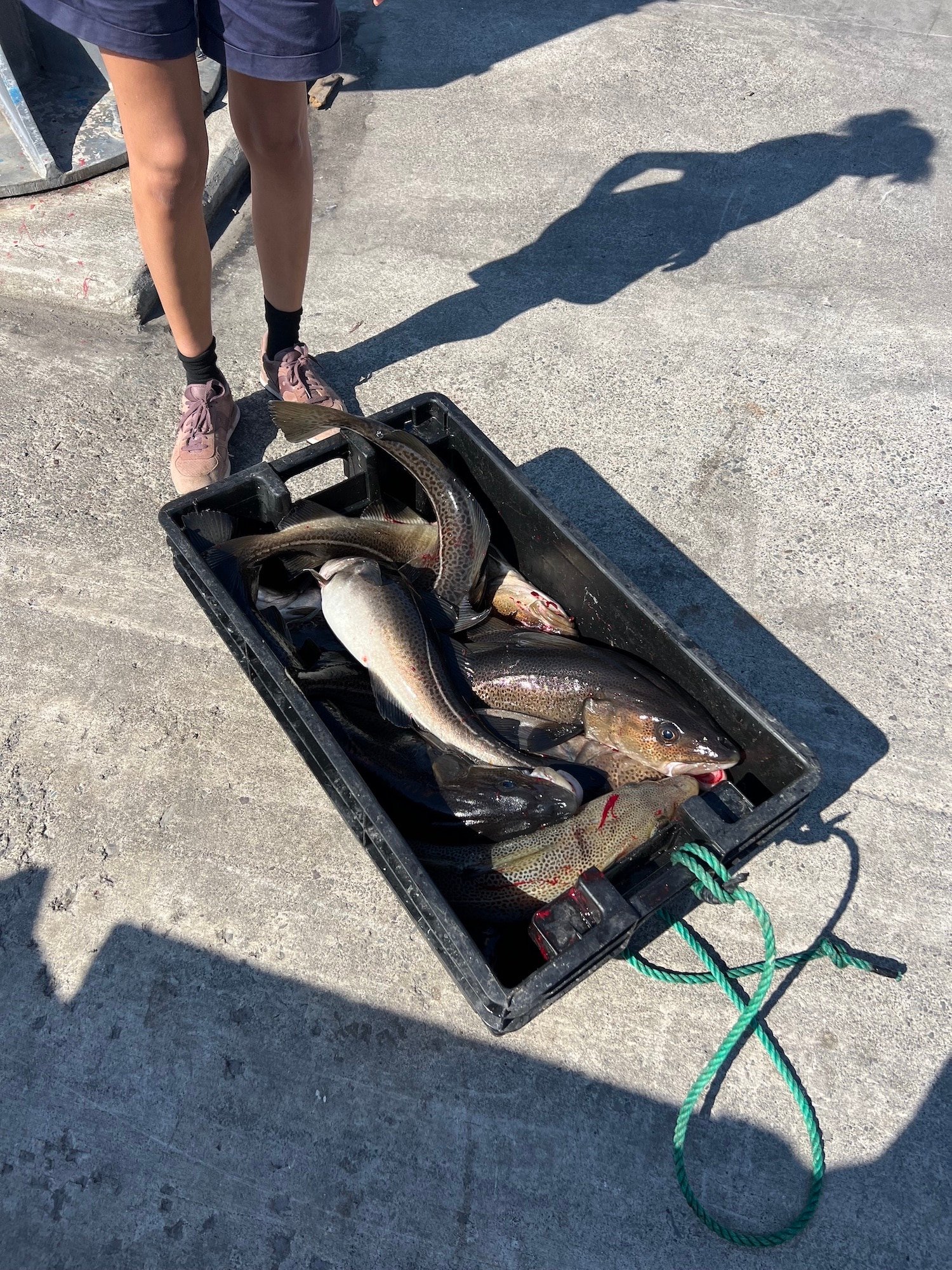 Cod on the wharf in Ochre Pit Cove.