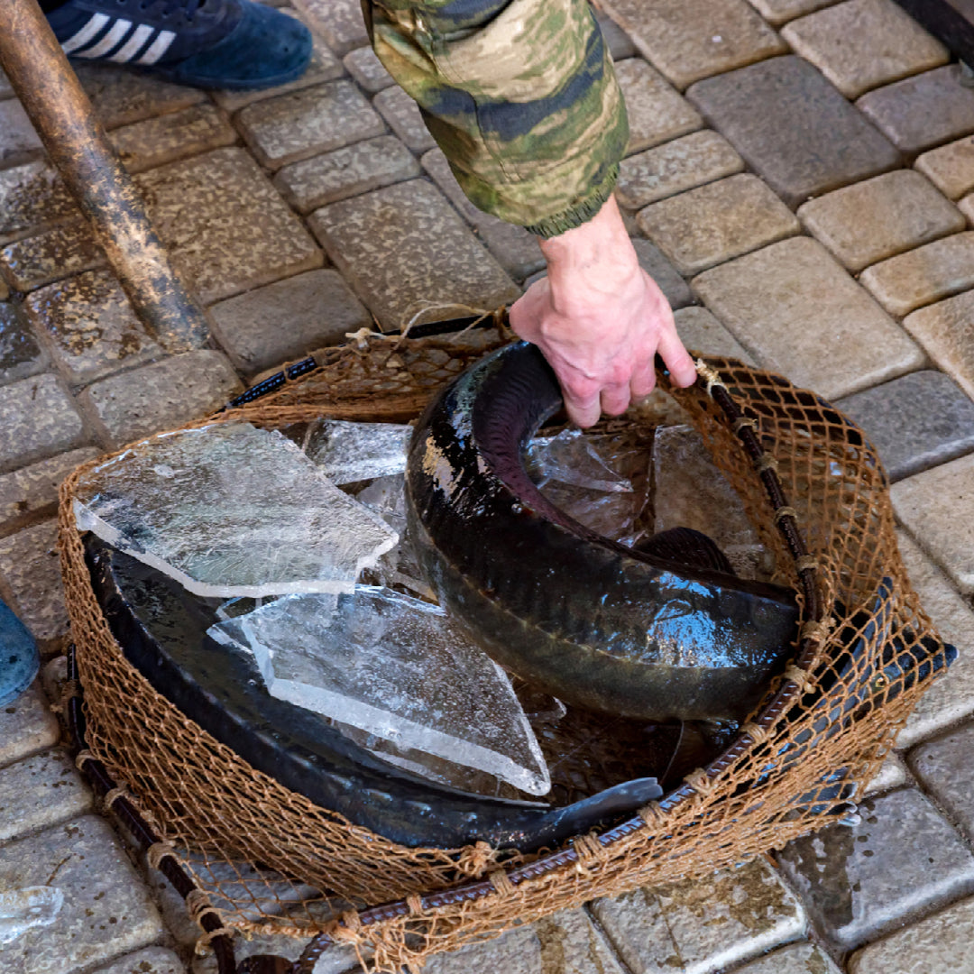 Winter White Sturgeon Fishing Tips: How to Catch the Big One