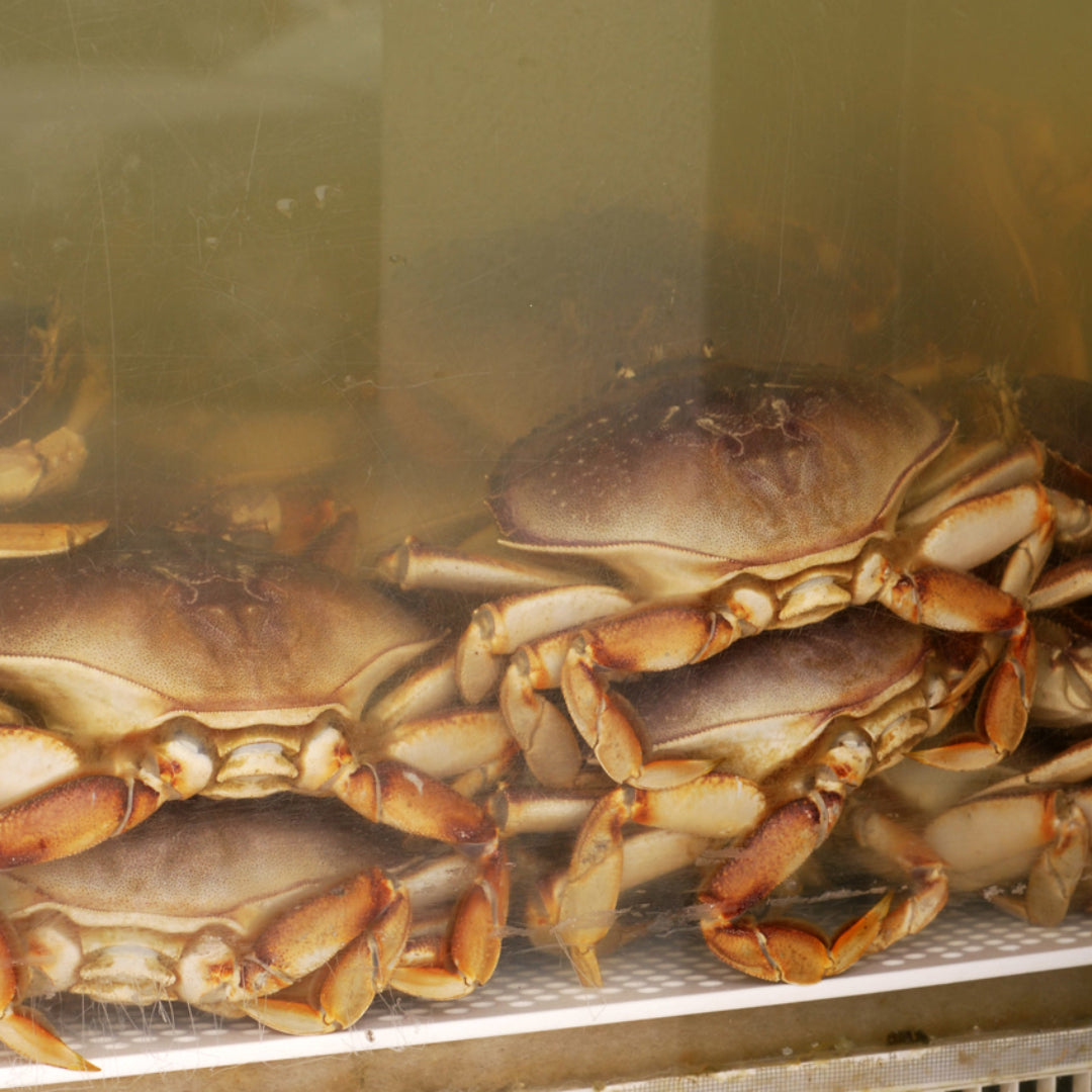 Fresh live crab on a bed of ice