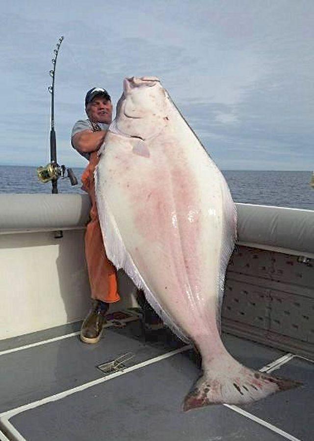 Fisherman opts to keep massive Halibut