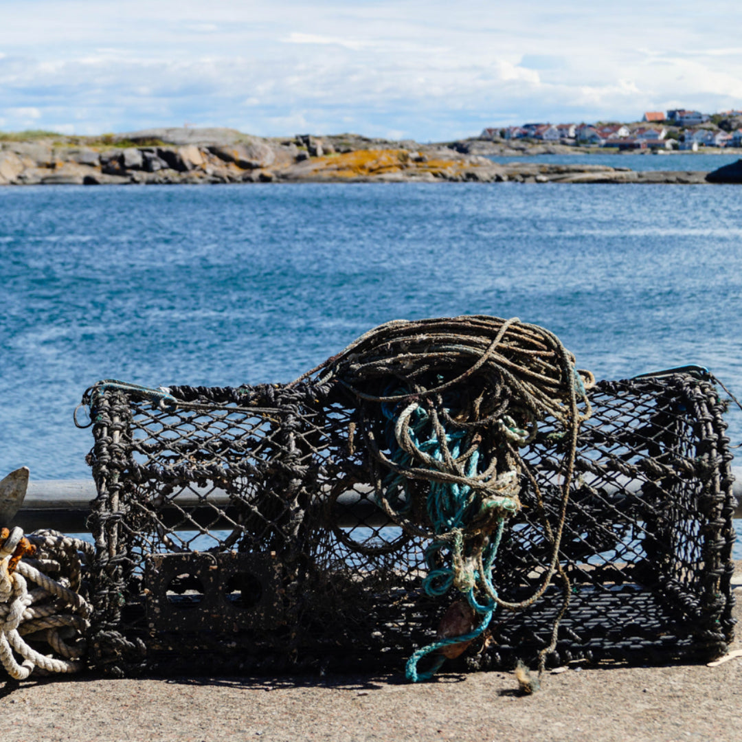 Crabbing Regulations: What You Need to Know