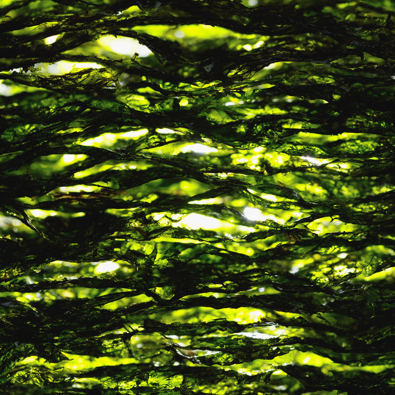 kelp