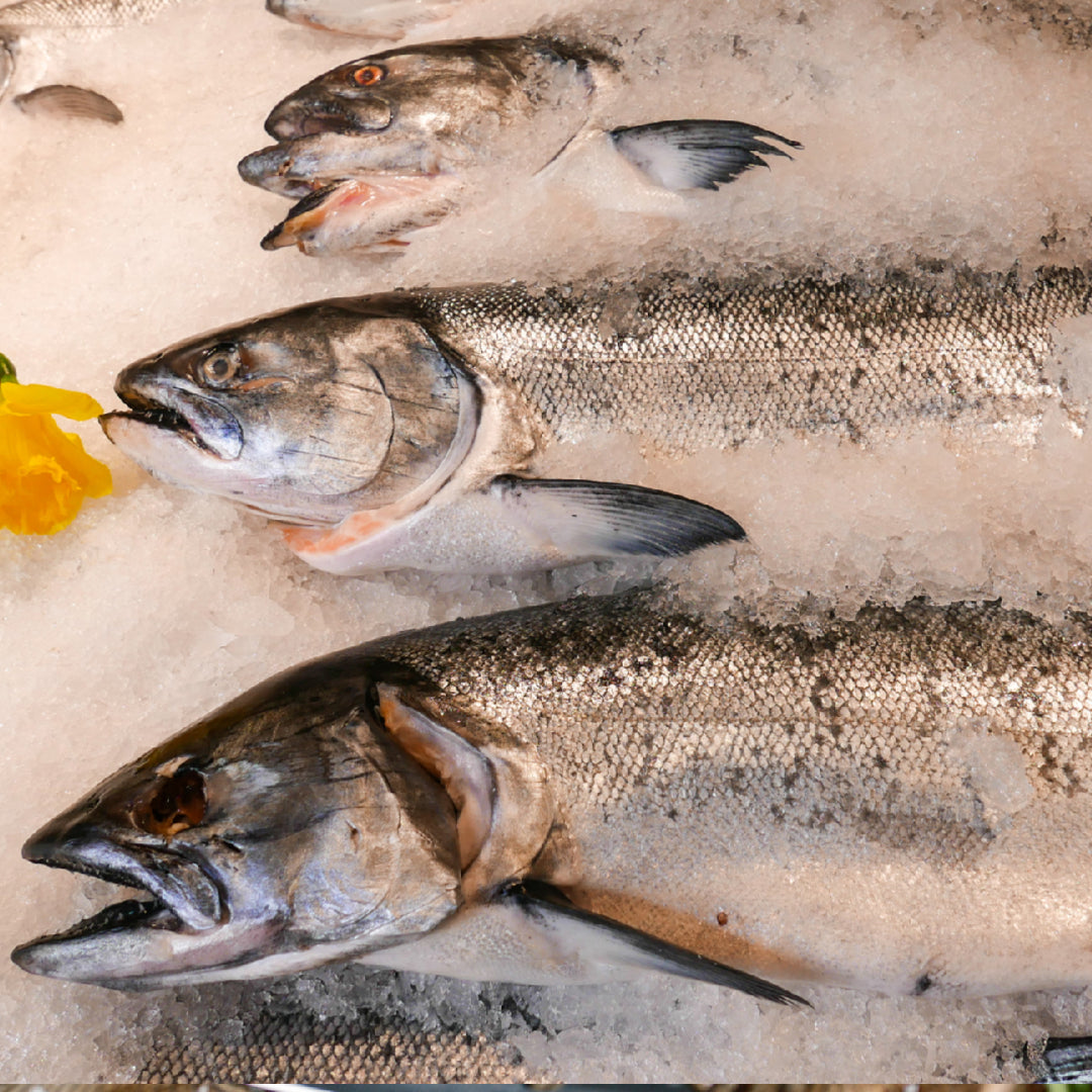 The Best King Salmon Fishing Boats: Top Picks for a Successful Catch