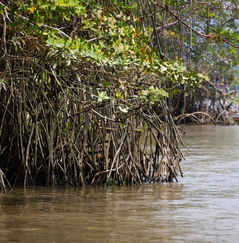 Blending science and community to support mangrove restoration in Ecuador Blending science and community to support mangrove restoration in Ecuador