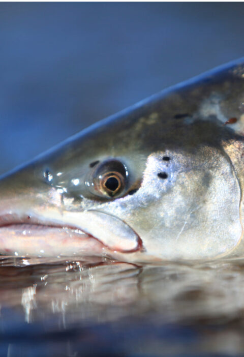 History of Silver Salmon: From Native American Traditions to Modern Day