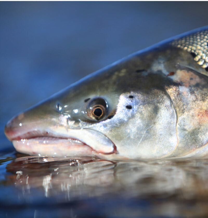 History of Silver Salmon: From Native American Traditions to Modern Day History of Silver Salmon: From Native American Traditions to Modern Day