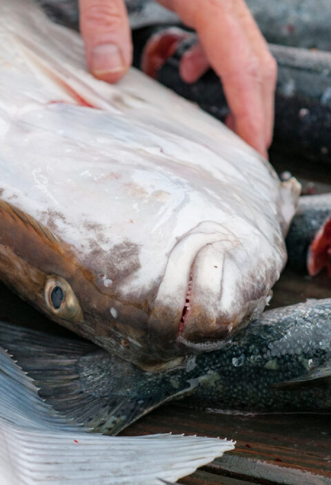 Health Benefits of Halibut: Why You Should Add This Delicious Fish