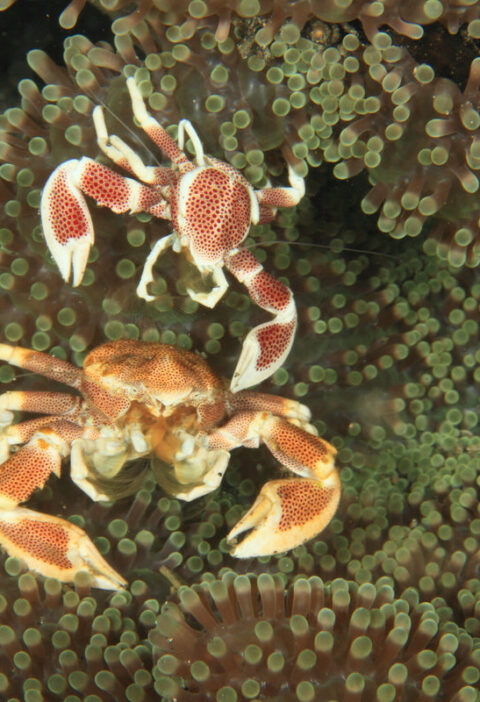 How to Store and Freeze Red Crabs and King Crabs: A Comprehensive Guide
