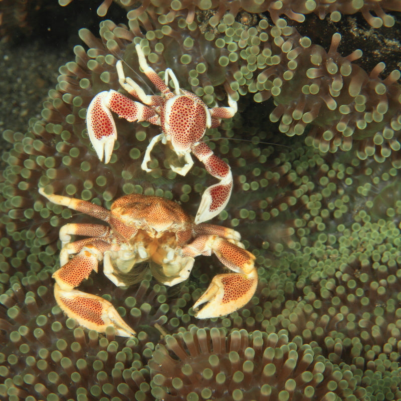 How to Store and Freeze Red Crabs and King Crabs: A Comprehensive Guide