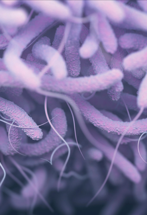 Sustainability starts with health: Disease prevention and management in aquaculture – EDFish