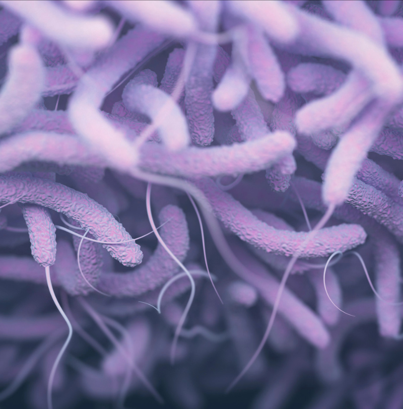 Sustainability starts with health: Disease prevention and management in aquaculture – EDFish