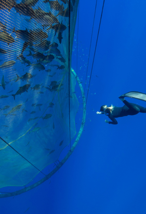 There’s No Escaping the Need to Address Escapes in Aquaculture – EDFish