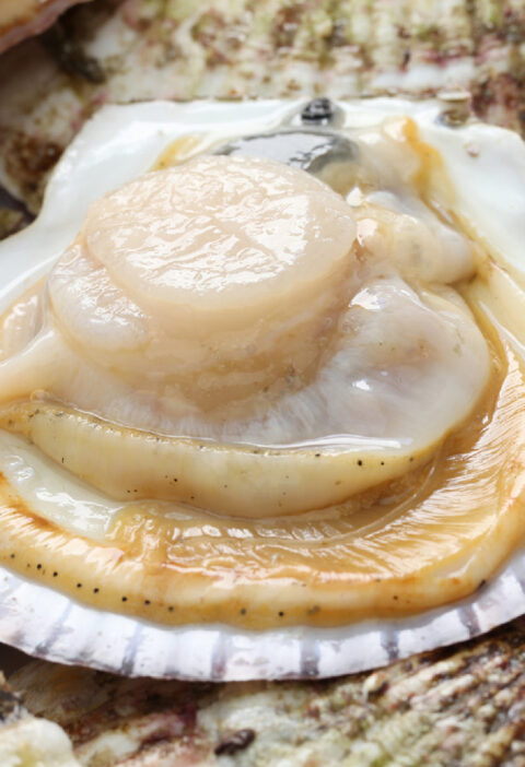 The Environmental Impact of Live Scallop Farming: What You Need to Know
