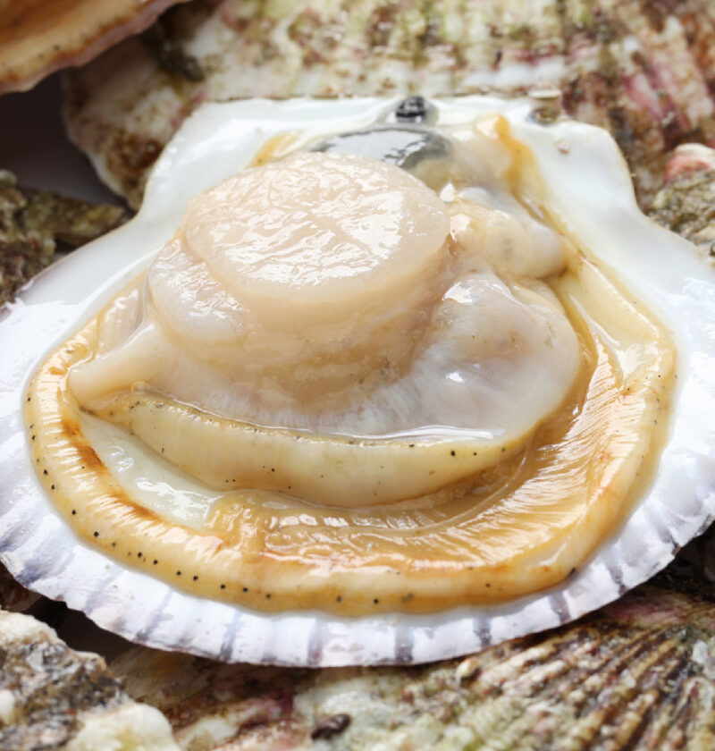The Environmental Impact of Live Scallop Farming: What You Need to Know The Environmental Impact of Live Scallop Farming: What You Need to Know