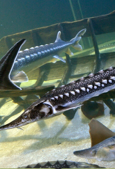 Catching White Sturgeon in the Pacific Ocean | Expert Fishing Guide