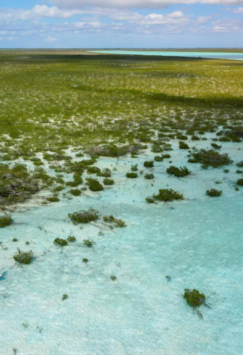Guiding The Bahamas to a Brighter Future – EDFish