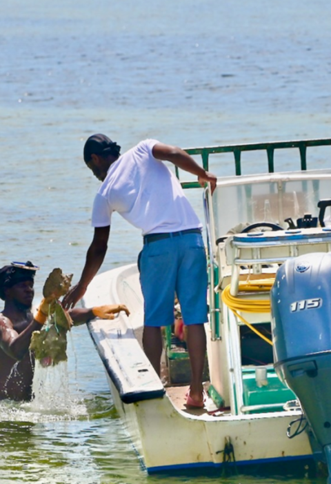 How Fishers Are Protecting Their Communities from Hurricanes – EDFish