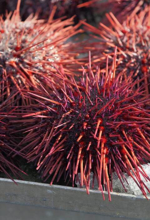 Perfect Wine Pairings for Sea Urchin Sushi: From Champagne to Pinot Noir