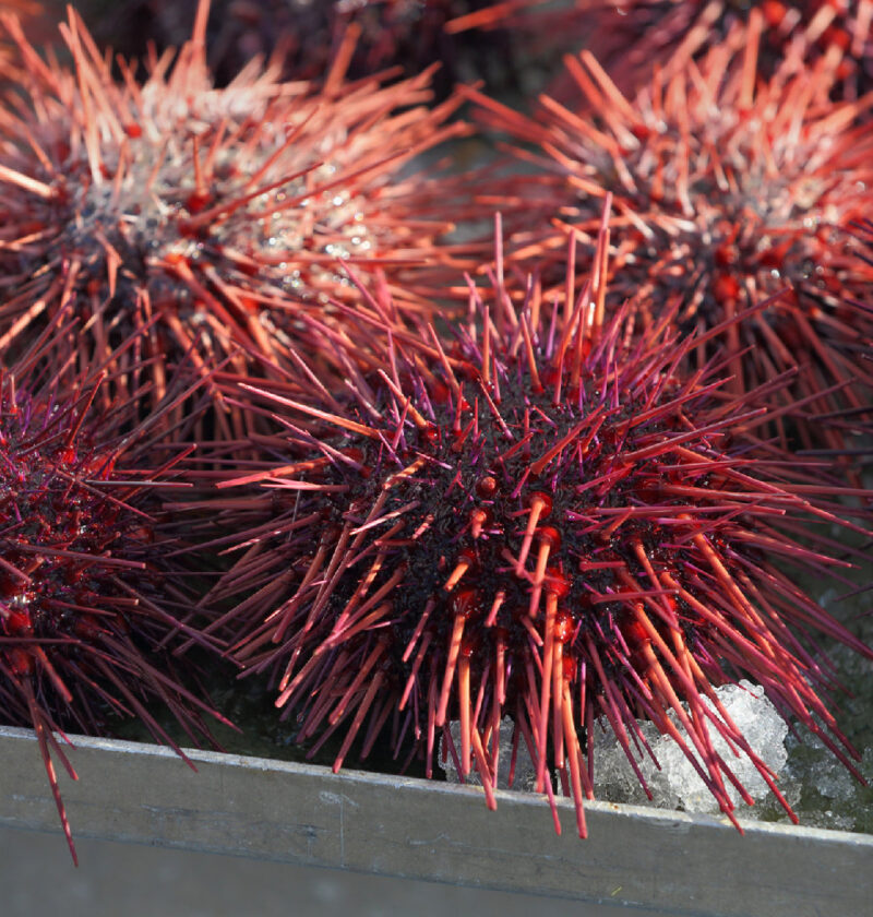 Perfect Wine Pairings for Sea Urchin Sushi: From Champagne to Pinot Noir Perfect Wine Pairings for Sea Urchin Sushi: From Champagne to Pinot Noir