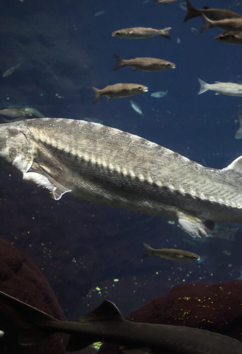 The Best White Sturgeon Fishing Rods for Beginners: Expert Tips and Recommendations