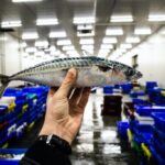 Live Scallops and Sustainability: Protecting Oceans and Enjoying Seafood