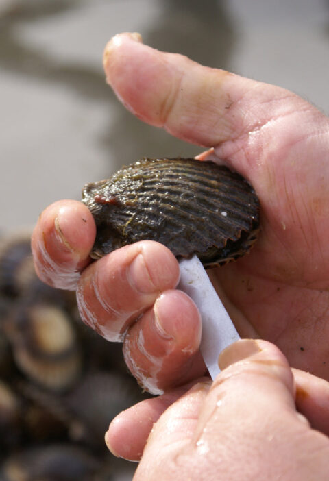 Discover the Health Benefits and Versatility of Live Scallops