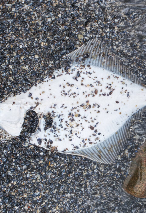 Flounder vs. Halibut: Key Differences Every Seafood Lover Should Know