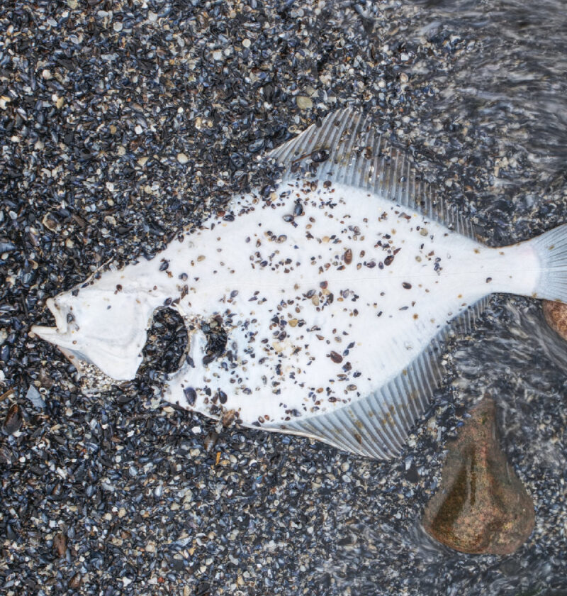 Flounder vs. Halibut: Key Differences Every Seafood Lover Should Know Flounder vs. Halibut: Key Differences Every Seafood Lover Should Know