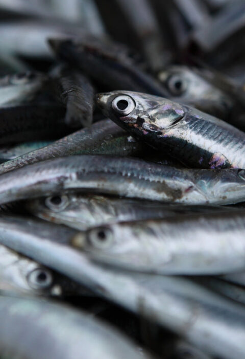 Seafood Market Research: Key Findings and Trends
