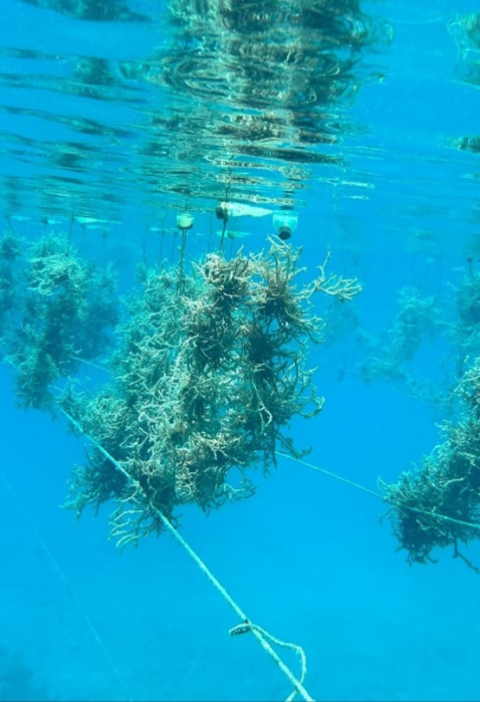 Seaweed farming: Fresh green hope for the Philippines’ blue economy – EDFish