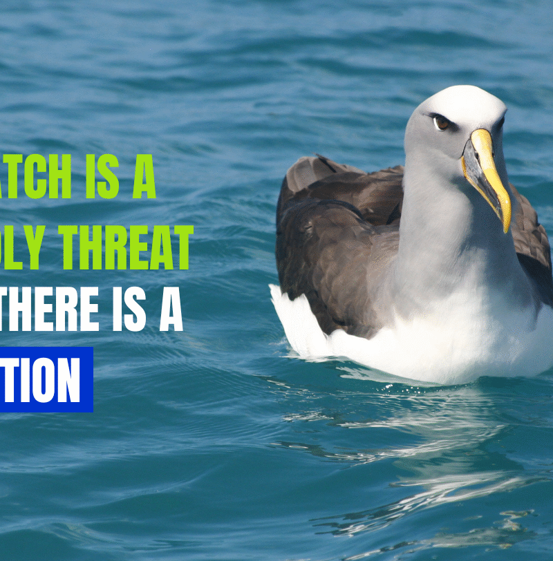 Reducing Threats to Ocean Wanderers is Key to Their Protection – EDFish Reducing Threats to Ocean Wanderers is Key to Their Protection – EDFish