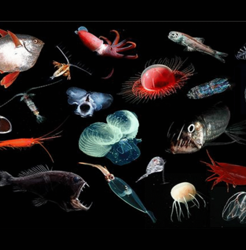 Motion 035: Protecting the Ocean’s Mesopelagic Zone at a Critical Moment – EDFish