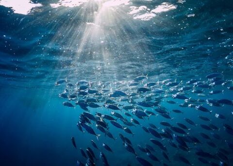 FishWise Doubles Down on Global Partnerships to Scale Accountability in Seafood Supply Chains in East Asia