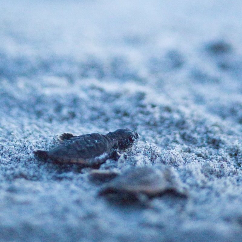 Mote Documents First Sea Turtle Nest of 2026