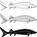 Last Night’s Seafood, Tonight’s New Dinner: 10 Easy Ideas | Dish on Fish