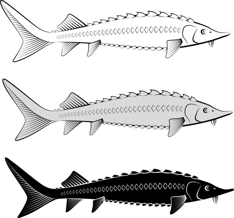 Sturgeon Conservation: Why Responsible Sourcing Matters Sturgeon Conservation: Why Responsible Sourcing Matters